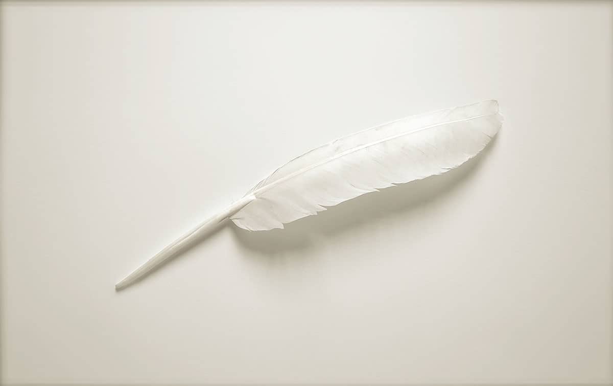 Mission For The Conservation Of Life - The White Feather Foundation
